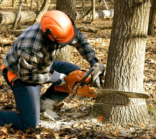 Tree Removal in Hamptonville, NC